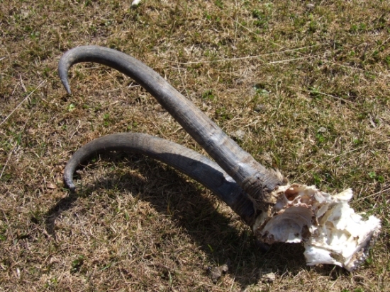 Corna di camoscio d''abruzzo